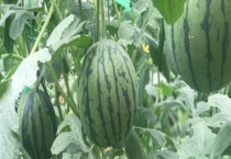 西瓜病毒病的防治措施 附西瓜病毒病的危害症状