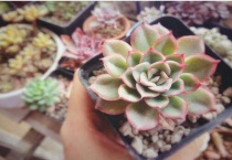 多肉隔着玻璃晒太阳能出状态吗？