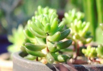 新买多肉植物怎么养
