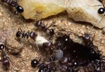 什么动物吃蚂蚁