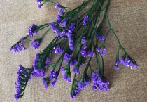 代表友情的花有哪些？