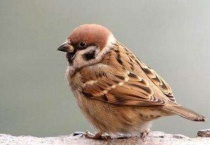 麻雀是益虫还是害虫