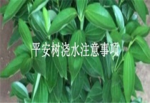 平安树浇水注意事项