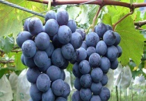 夏黑拉花拉穗药配方