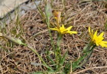 长的像蒲公英的植物叫什么？
