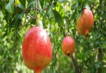 石榴保存时间最久的方法是什么 石榴可以保存多久？