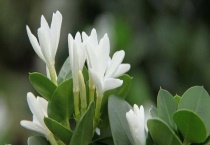 铁茉莉的开花时间 附铁茉莉简介