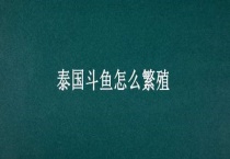 泰国斗鱼怎么繁殖