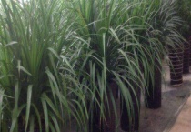 龙须树和龙血树的区别？