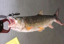 用什么饵钓鳡鱼 手竿和路亚钓分别对饵料有什么要求