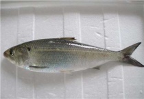 鱼没有氧气能活多久？