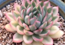 多肉出锦是什么意思？