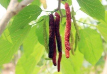 和桑葚很像的水果