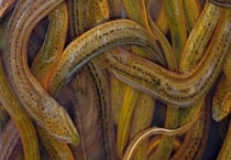 自来水养殖黄鳝注意事项 正确引用自来水养殖黄鳝的多久？