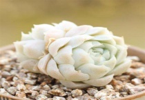 白月影多肉怎么养