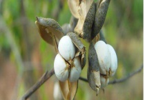 乌桕树什么时候开花 附地理分布