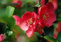 地栽耐冬黄叶怎么办？