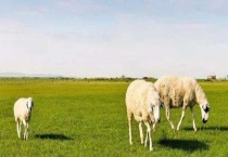 羊不吃草是怎么回事