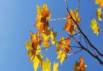 二球悬铃木果实能吃吗？