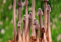 鸡纵种植的种植多久？