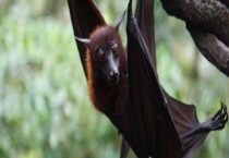 蝙蝠是鸟类吗 是胎生还是卵生？