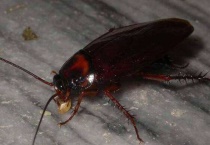 蟑螂怕什么植物盆栽