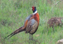 山鸡传染性支气管炎防治技术 附其症状表现