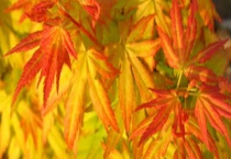 黄金枫叶子不黄什么原因？