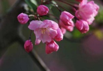 跟樱花很像的花