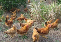 全吃牧草养鸡可以吗？