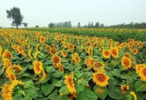 油葵生长期是多少天