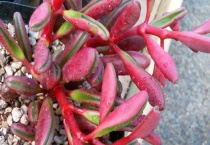 红背椒草烂根怎么办？