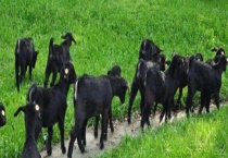 怎么提高黑山羊产量 首先要选择优质品种