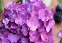 紫绣球有毒吗？