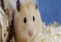 仓鼠的繁殖方法 仓鼠有哪些品种