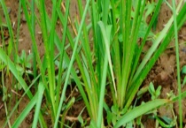 知母种子价格及种植方法 附知母的播种多久？