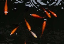 锦鲤掉鳞是怎么回事