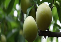 醉李一般几月成熟上市 附醉李采摘注意事项