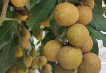 龙眼树掉果是什么原因？