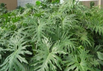 春羽如何长出龙鳞杆