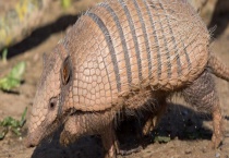 犰狳是不是保护动物 附犰狳生活习性