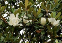 荷花玉兰和广玉兰的区别？