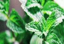 假薄荷和真薄荷的区别？