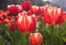 郁金香第二年能复花吗？