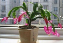 蟹甲兰花怎样修剪