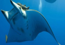 魔鬼鱼是否可以食用 要卖多少钱一条 产地在哪