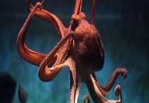 章鱼有几条腿 它是鱼类还是动物