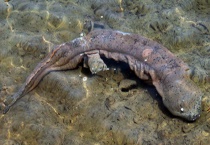 大鲵的繁殖行为有哪些？大鲵的雌雄鉴别