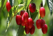 樱桃栽培技术与管理多久？