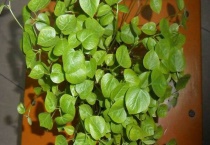 水培红豆的养护多久？